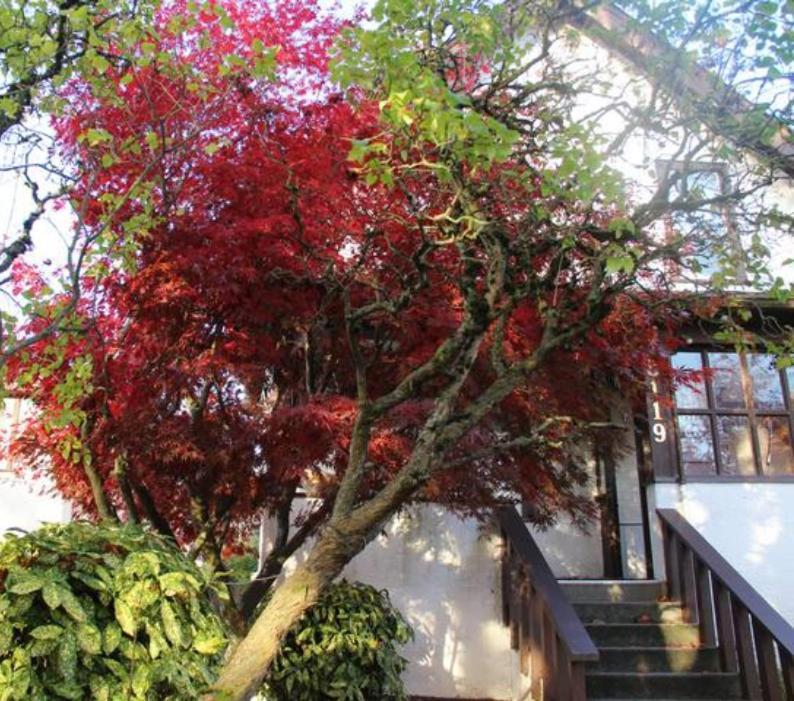 John'S House In Vancouver West Exterior photo